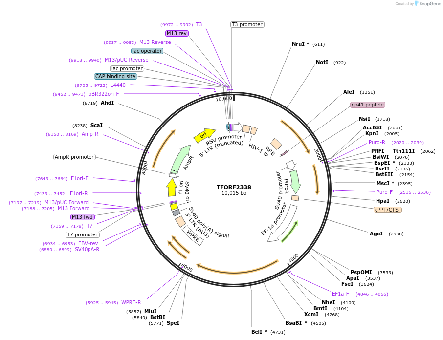 142407-plasmid-map-sequence-id-397143