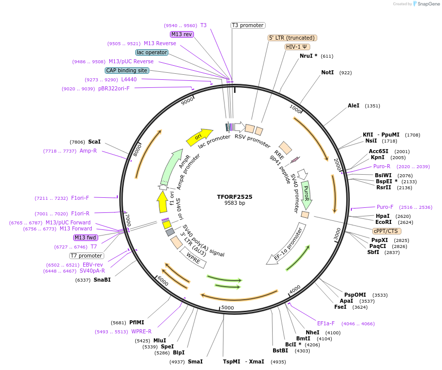 142395-plasmid-map-sequence-id-397144