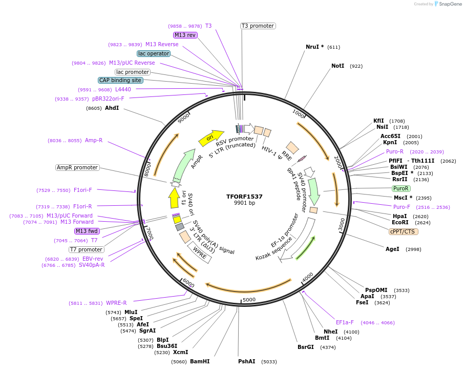 142398-plasmid-map-sequence-id-397145