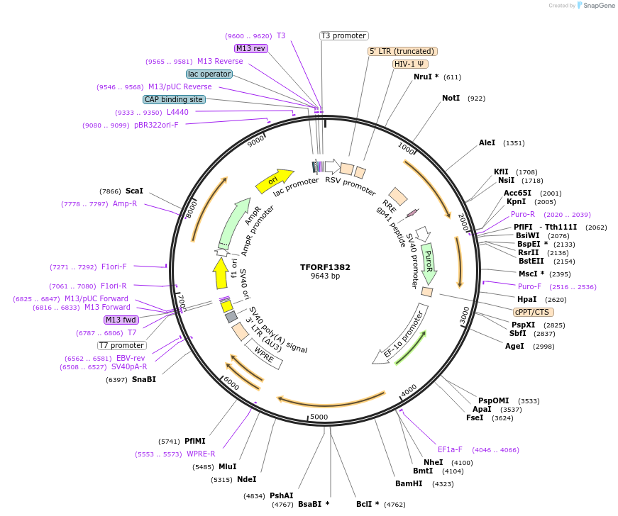 142384-plasmid-map-sequence-id-397148