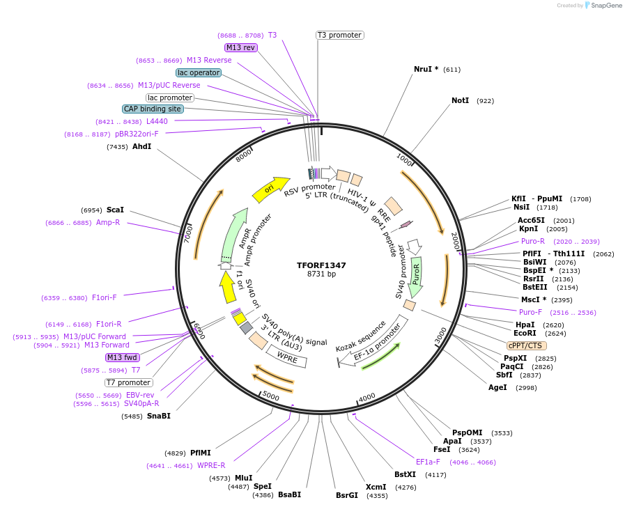 142378-plasmid-map-sequence-id-397153