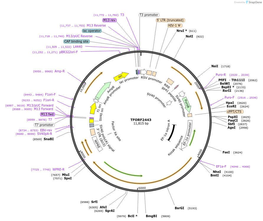 142425-plasmid-map-sequence-id-397155