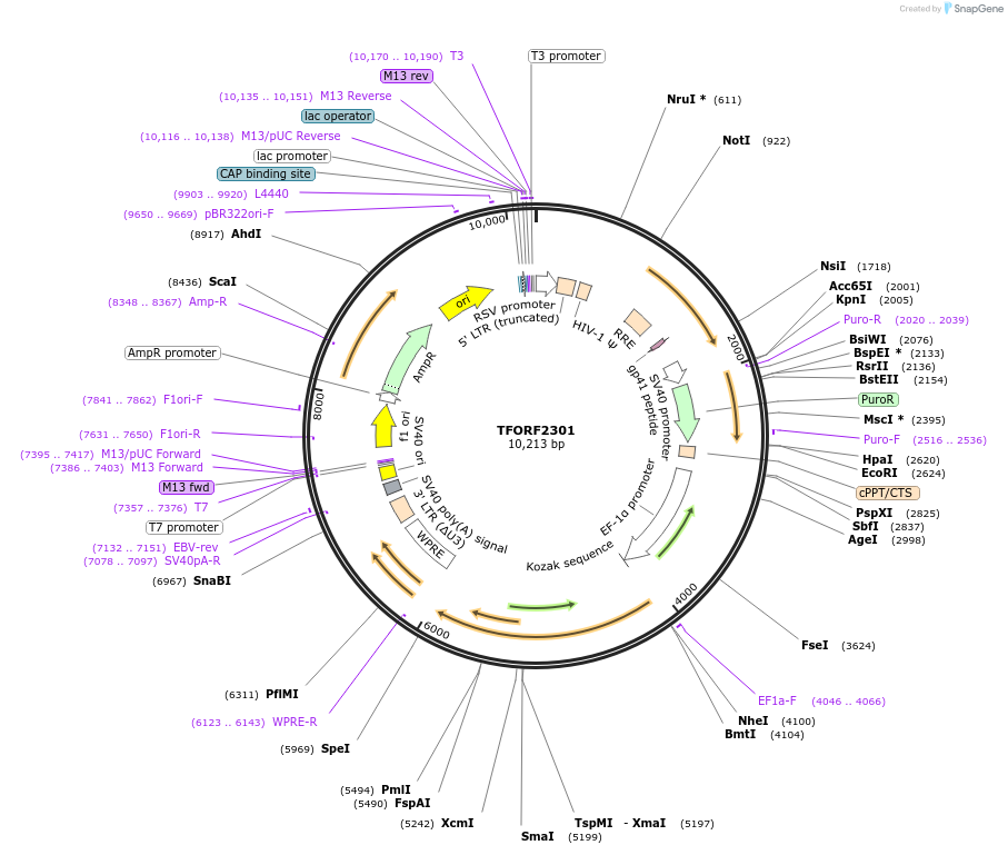142403-plasmid-map-sequence-id-397156