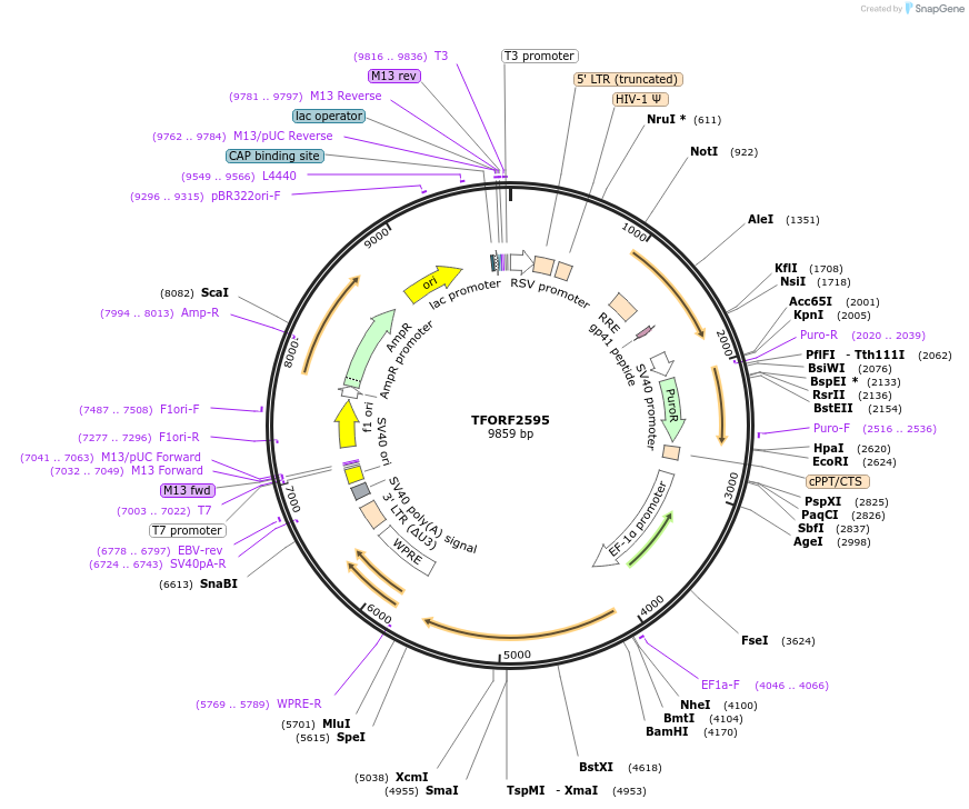 142337-plasmid-map-sequence-id-397157