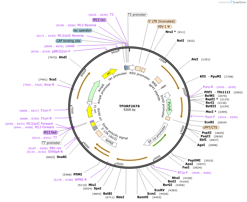 142355-plasmid-map-sequence-id-397158