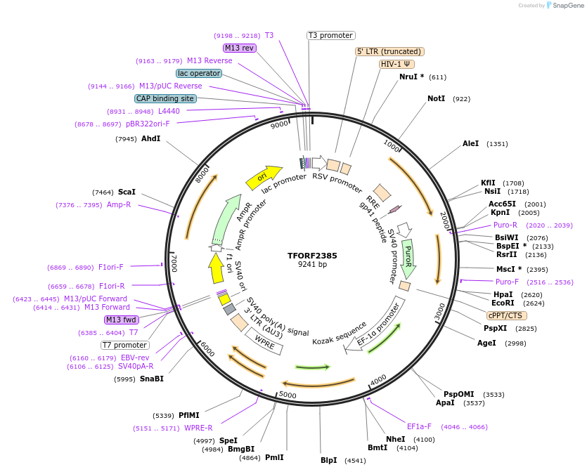 142412-plasmid-map-sequence-id-397162