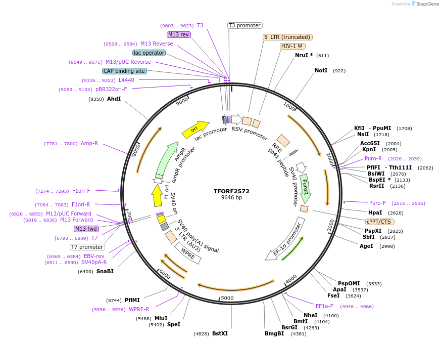142409-plasmid-map-sequence-id-397165