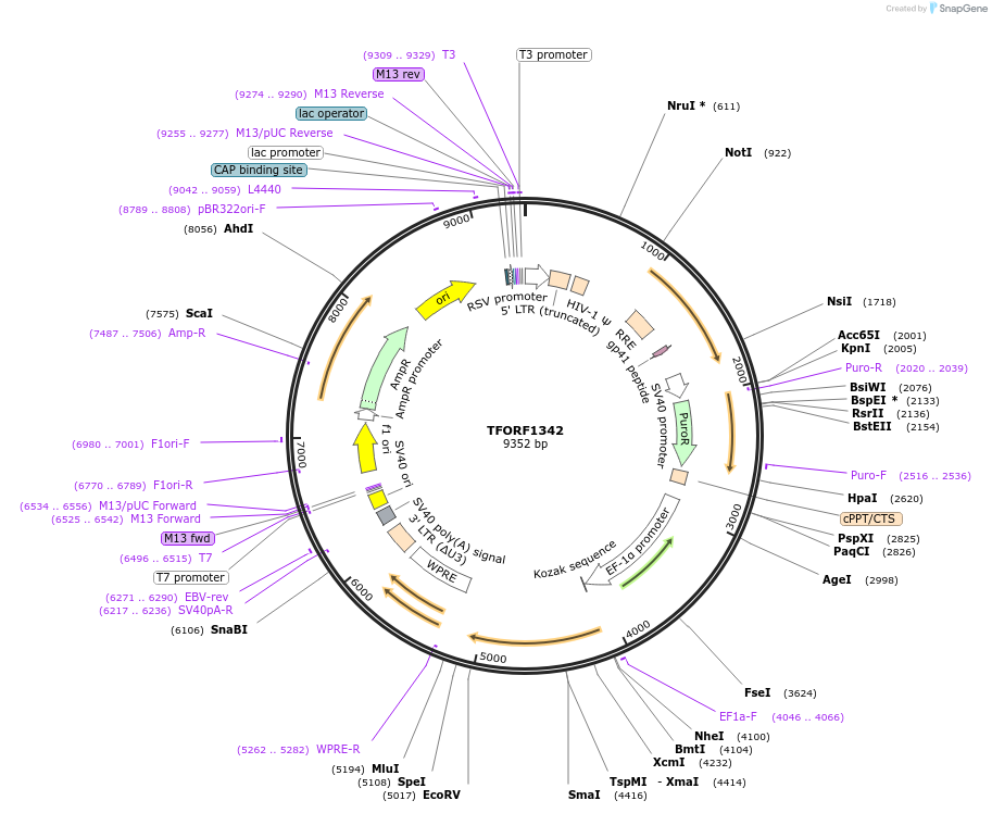 142377-plasmid-map-sequence-id-397166