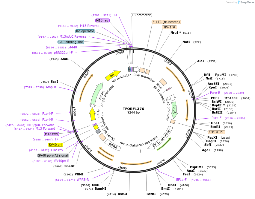 142383-plasmid-map-sequence-id-397167
