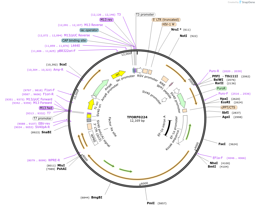 142364-plasmid-map-sequence-id-397168