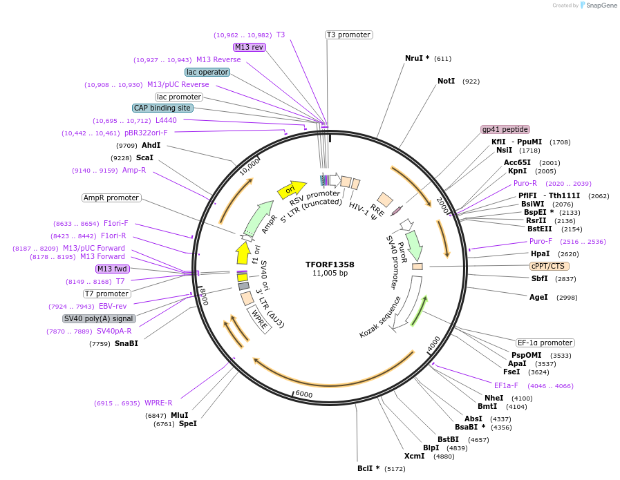 142379-plasmid-map-sequence-id-397171