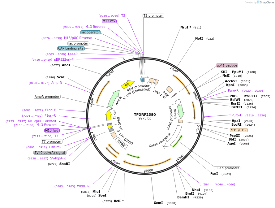 142410-plasmid-map-sequence-id-397172