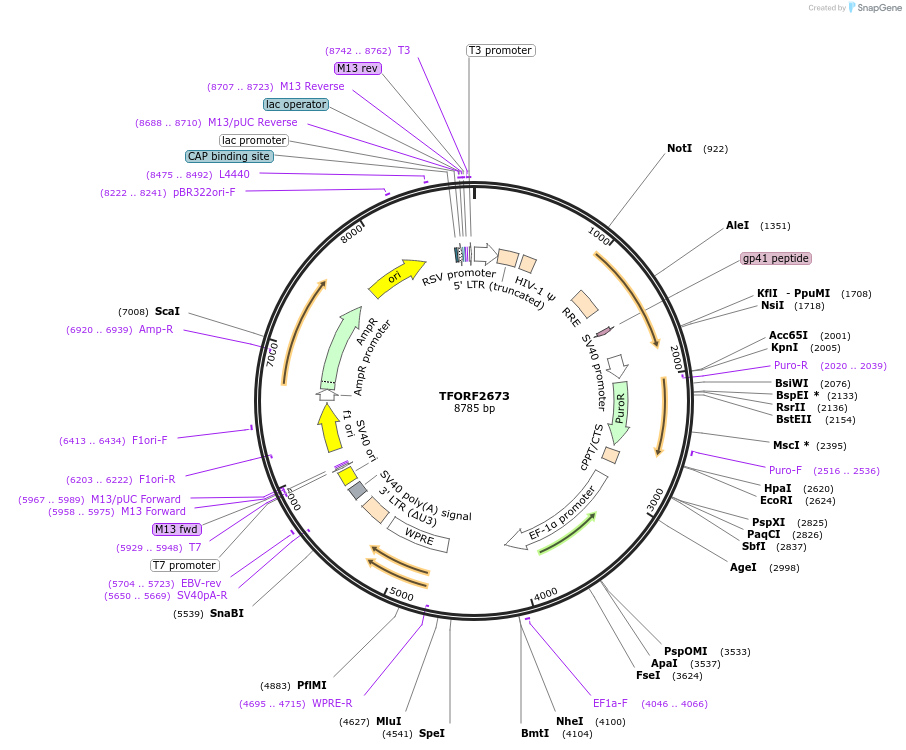 142353-plasmid-map-sequence-id-397173