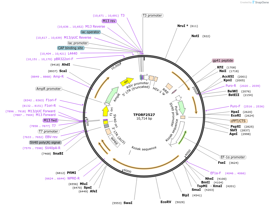 142396-plasmid-map-sequence-id-397174