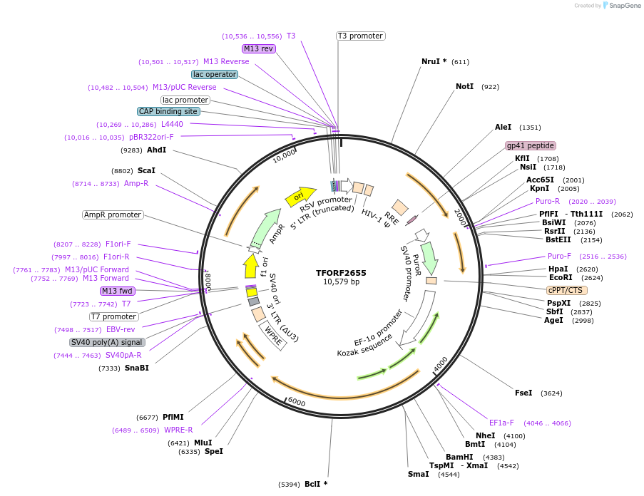 142373-plasmid-map-sequence-id-397175