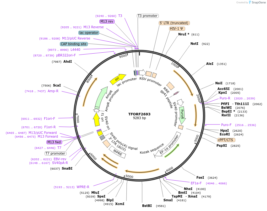 142359-plasmid-map-sequence-id-397176
