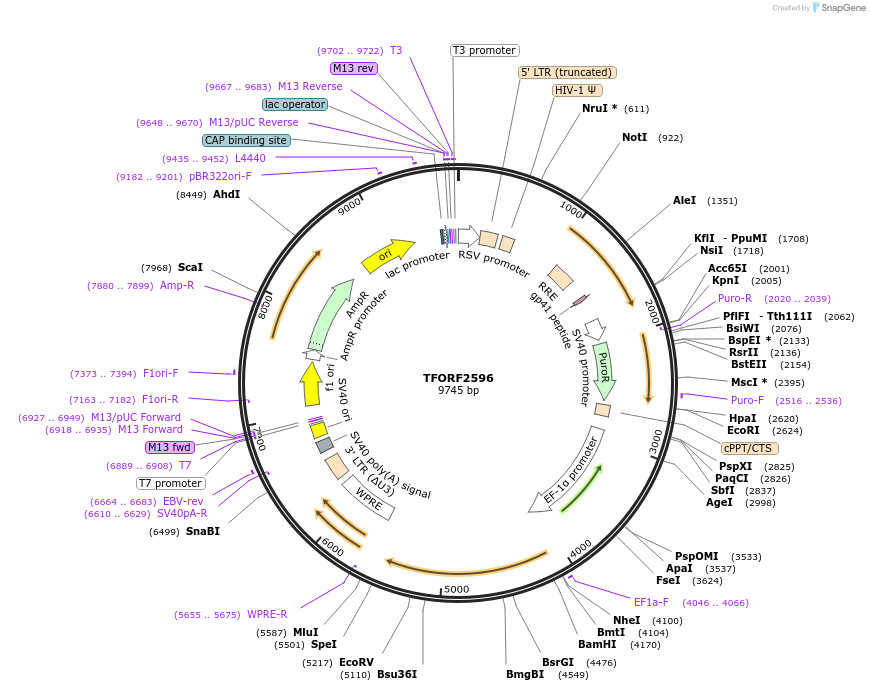 142338-plasmid-map-sequence-id-397178
