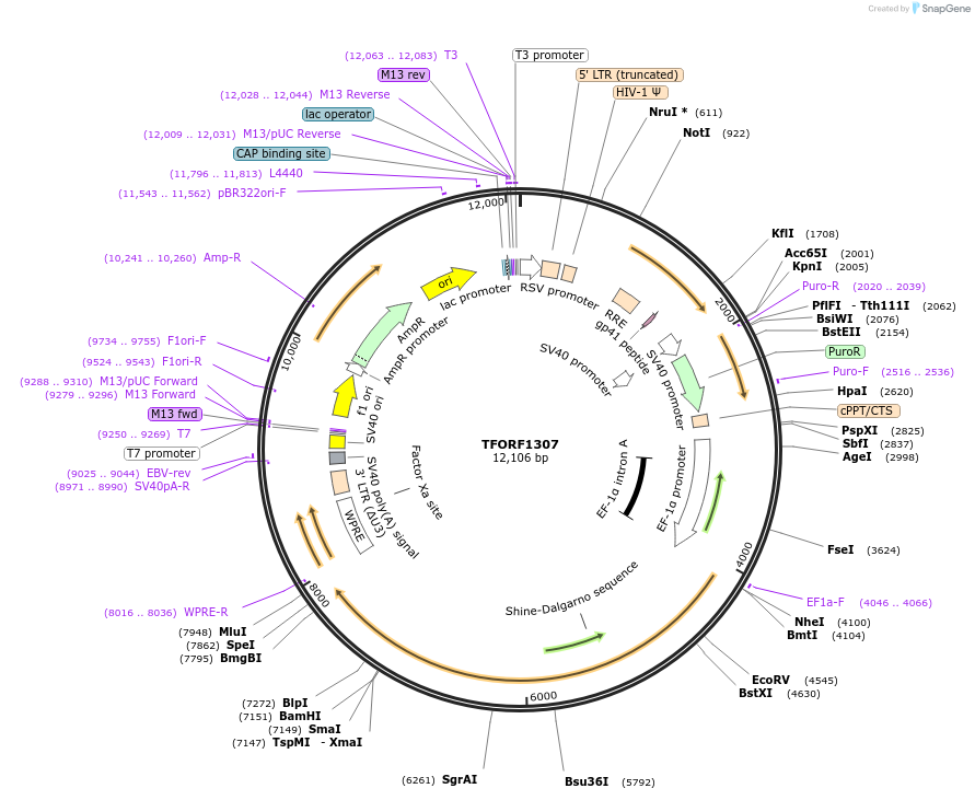 142371-plasmid-map-sequence-id-397179