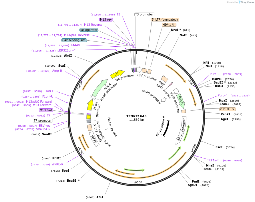 142367-plasmid-map-sequence-id-397180