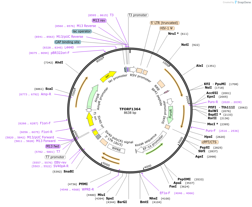 142381-plasmid-map-sequence-id-397182