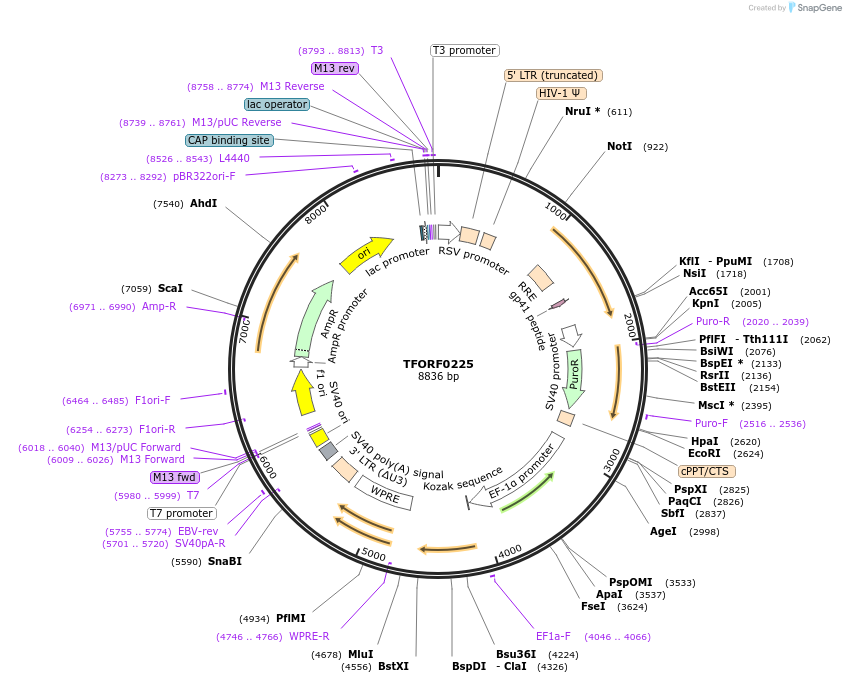 142365-plasmid-map-sequence-id-397183