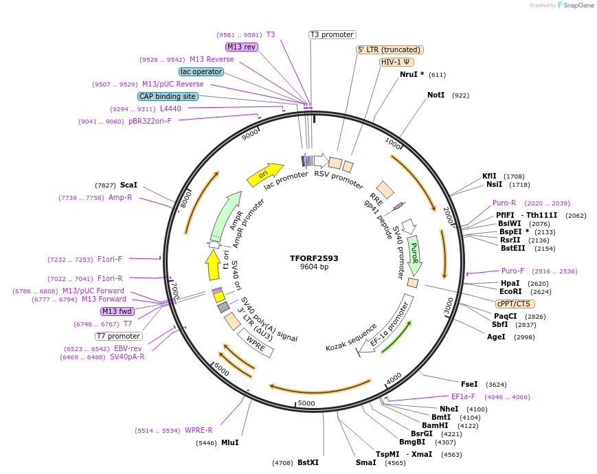 142336-plasmid-map-sequence-id-397187