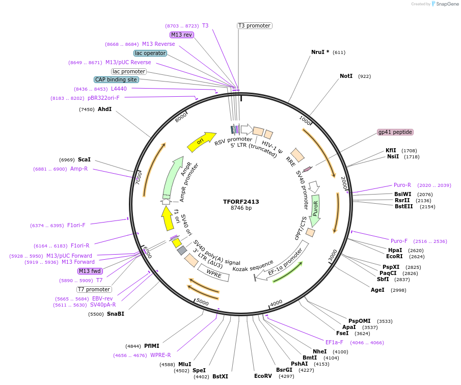 142416-plasmid-map-sequence-id-397190