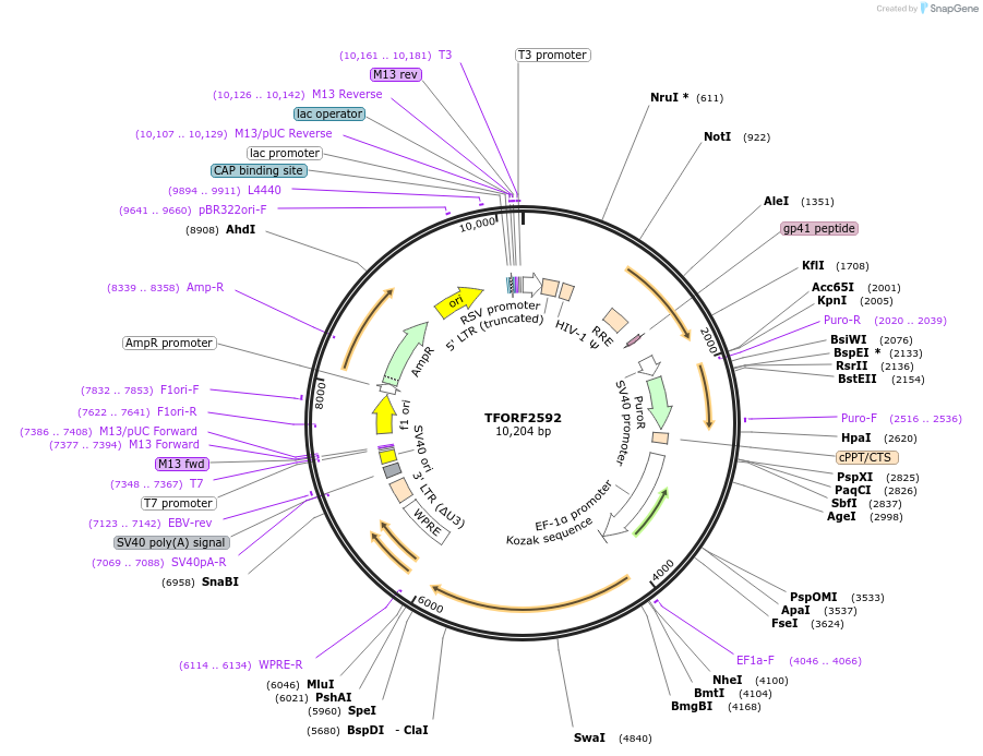 142335-plasmid-map-sequence-id-397191