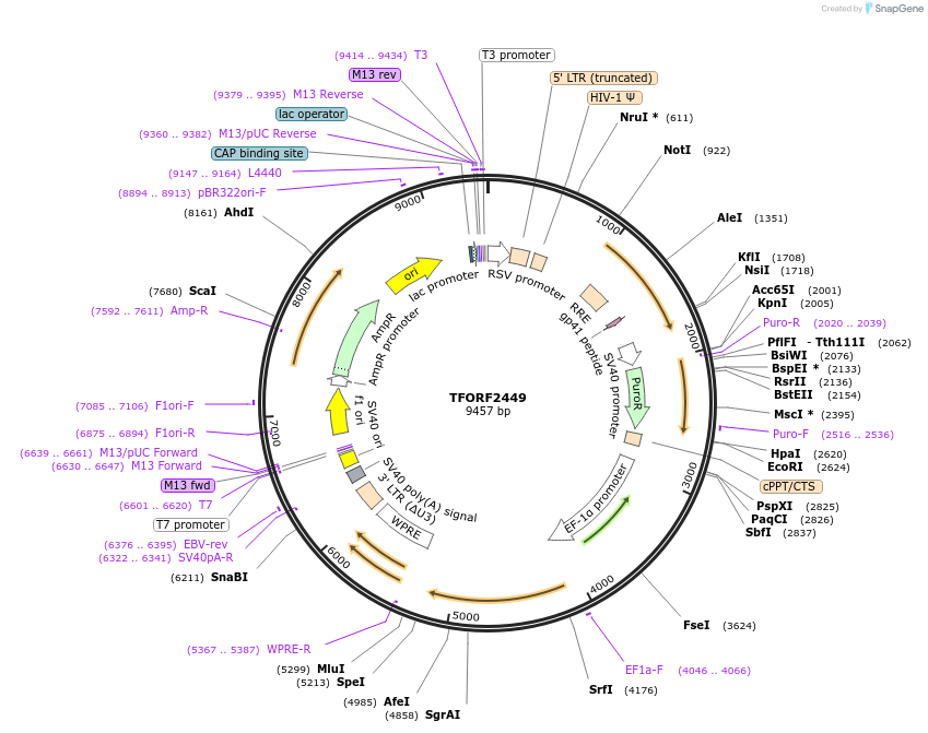 142426-plasmid-map-sequence-id-397194