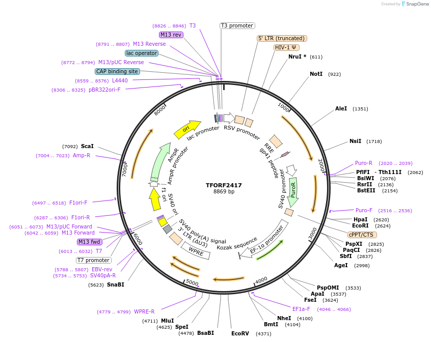 142418-plasmid-map-sequence-id-397195