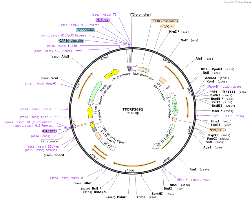 142358-plasmid-map-sequence-id-397200