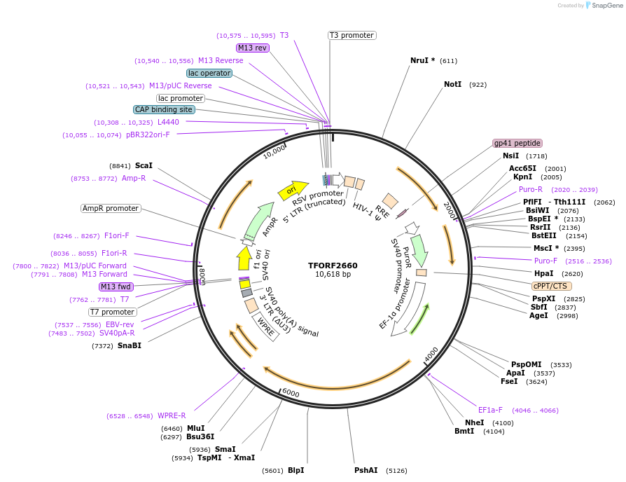 142350-plasmid-map-sequence-id-397203
