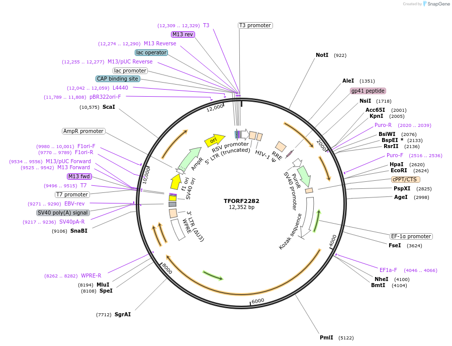 142400-plasmid-map-sequence-id-397204