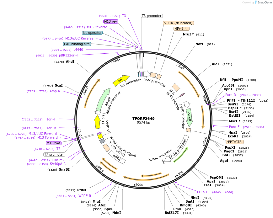 142348-plasmid-map-sequence-id-397206
