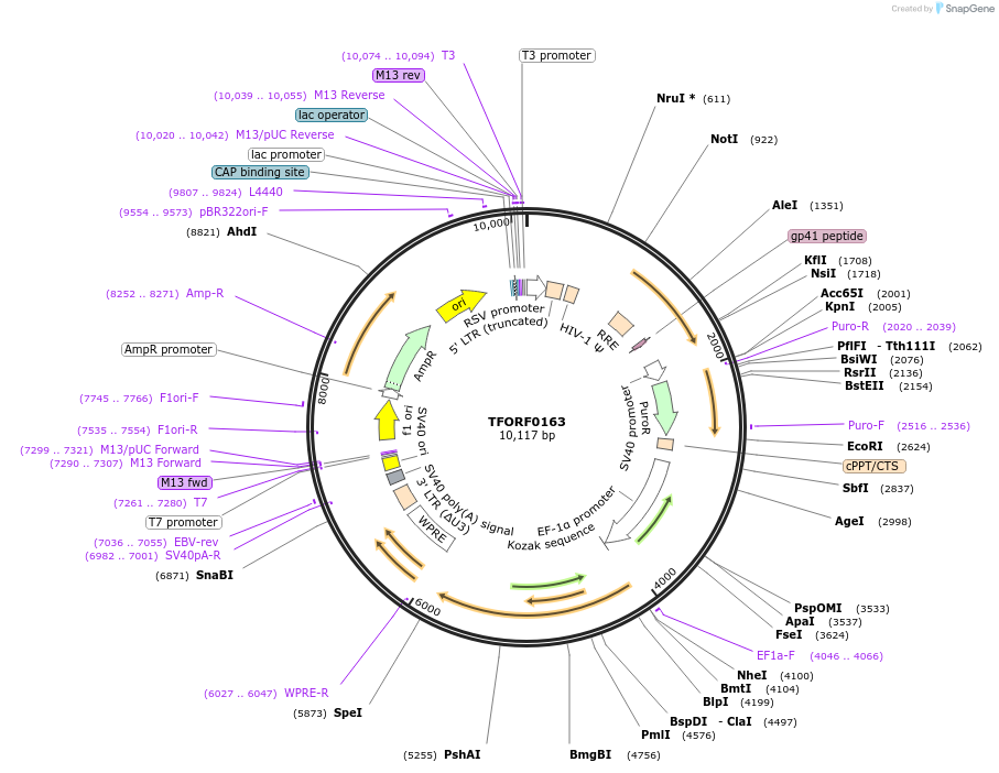 142472-plasmid-map-sequence-id-397209