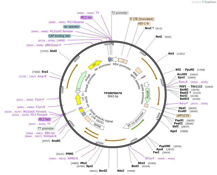 142449-plasmid-map-sequence-id-397210