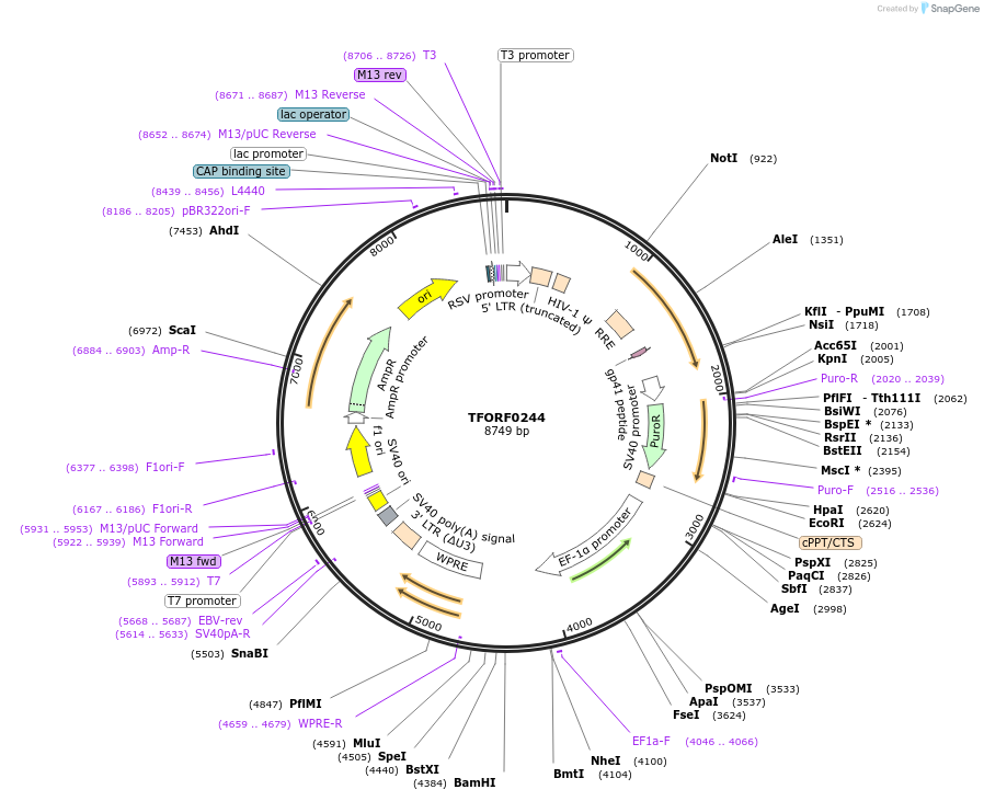 142491-plasmid-map-sequence-id-397212