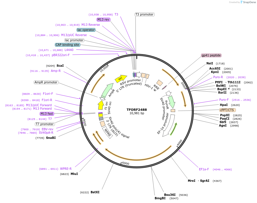 142432-plasmid-map-sequence-id-397214