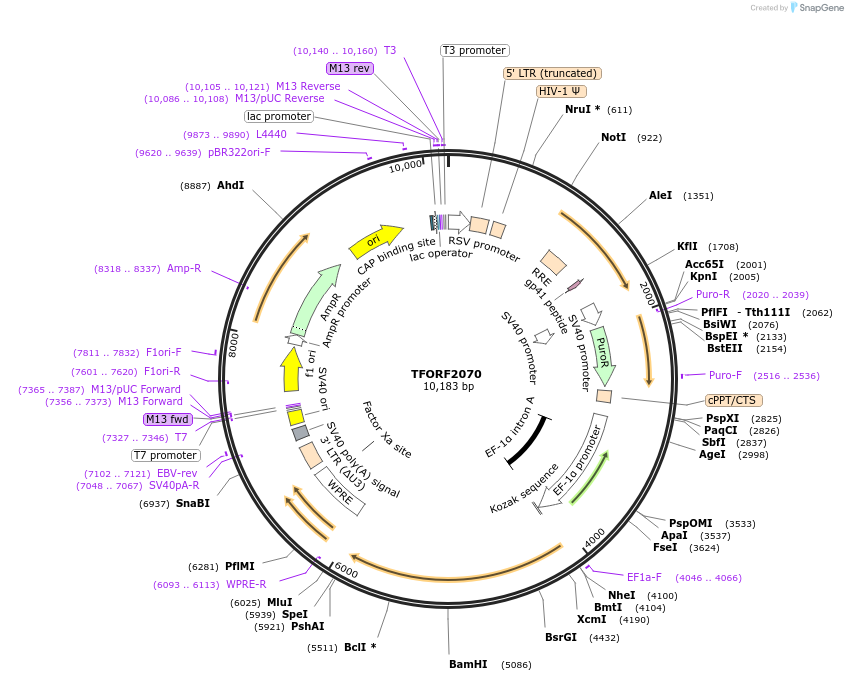141903-plasmid-map-sequence-id-397217