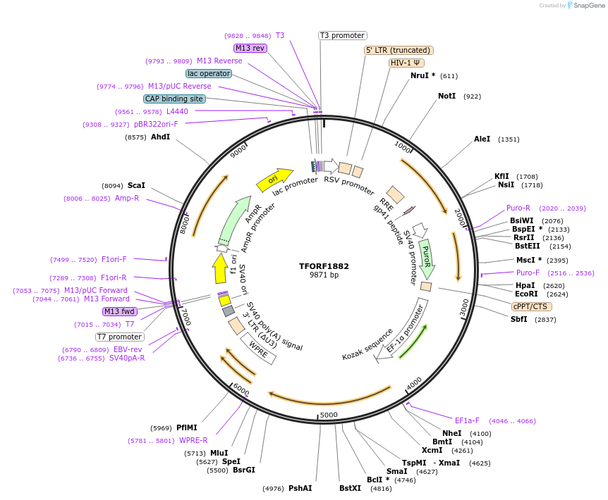 142514-plasmid-map-sequence-id-397218