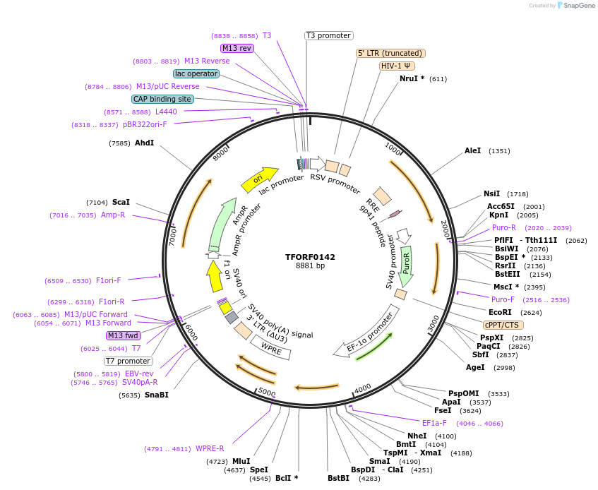 142463-plasmid-map-sequence-id-397224