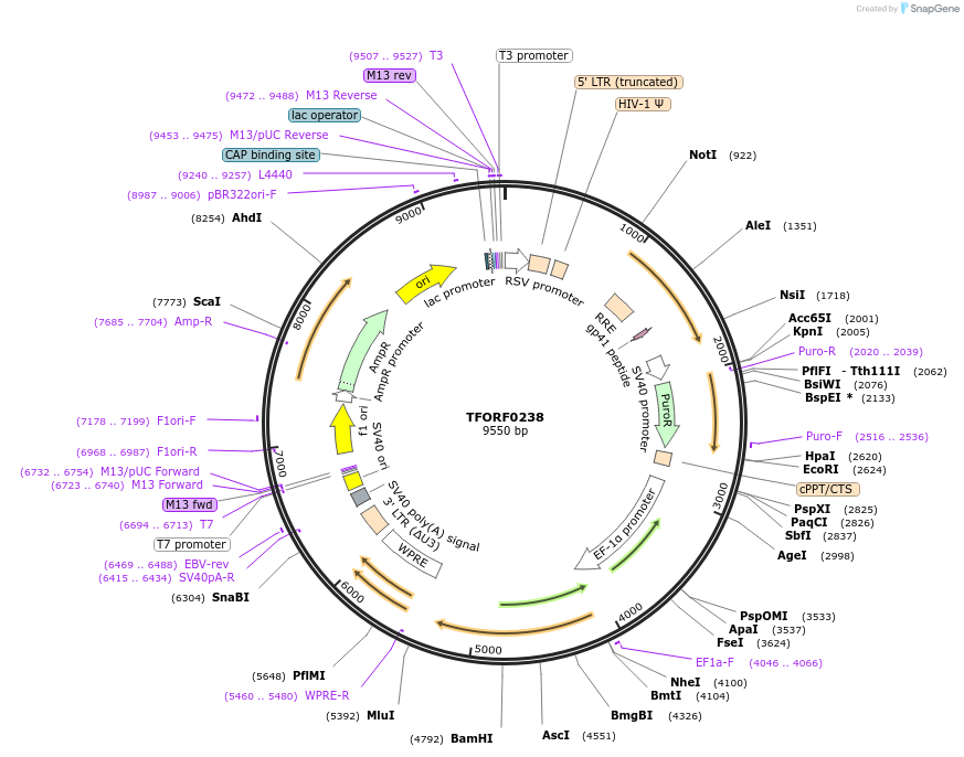 142490-plasmid-map-sequence-id-397226