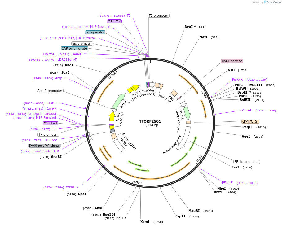 142433-plasmid-map-sequence-id-397227