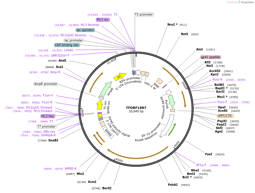 142515-plasmid-map-sequence-id-397228