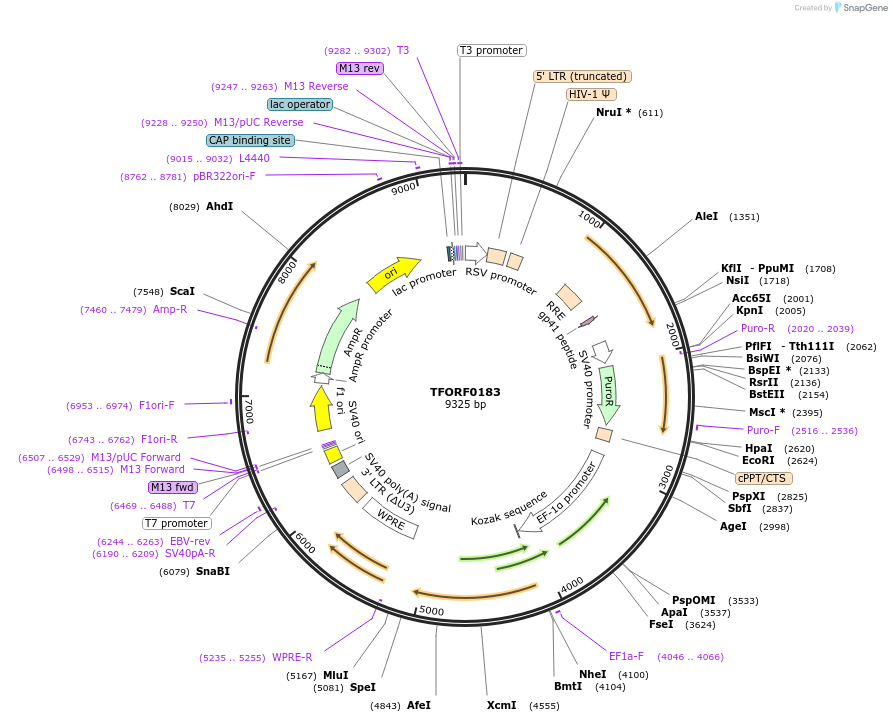 142476-plasmid-map-sequence-id-397230
