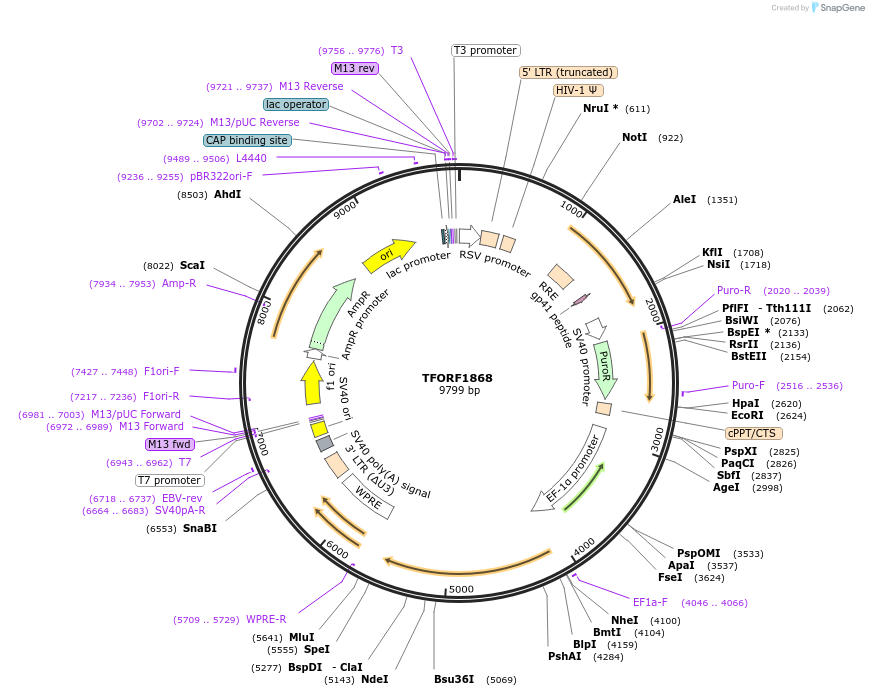 141878-plasmid-map-sequence-id-397231