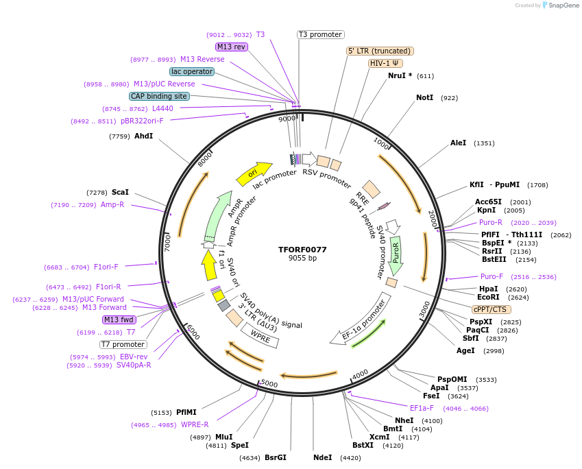 142450-plasmid-map-sequence-id-397233