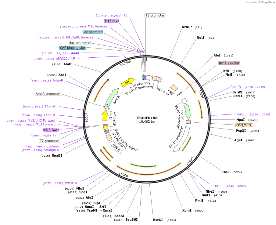 142480-plasmid-map-sequence-id-397237