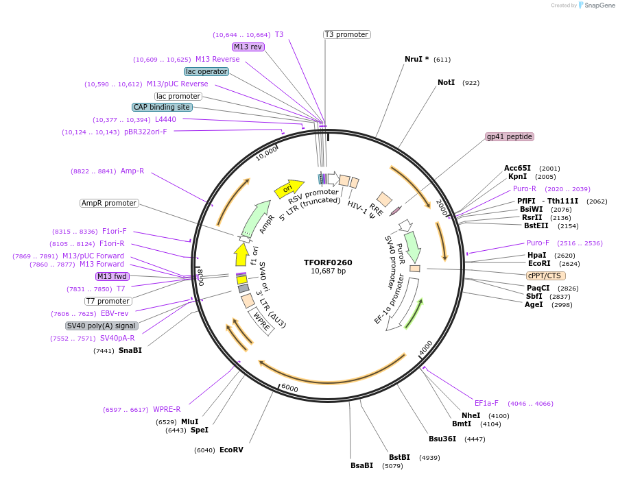 142499-plasmid-map-sequence-id-397239