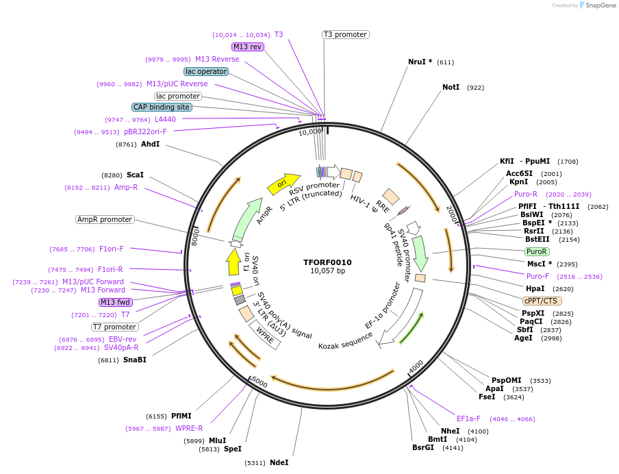 142439-plasmid-map-sequence-id-397242